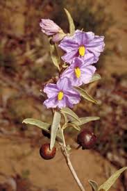 Image result for Solanum torreanum