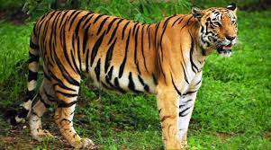 Behavior of the bengal tiger. Fisherman Mauled To Death By A Royal Bengal Tiger In Sunderbans Telegraph India