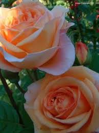Search free phool wallpapers on zedge and personalize your phone to suit you. 30 Phool Ideas Flower Wallpaper Beautiful Roses Beautiful Flowers Wallpapers