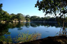 Image result for Cryptosepalum maraviense