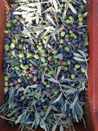 Huile D Olive Du Domaine De Peyrebelle Accueil Facebook