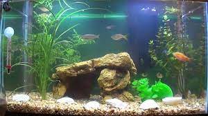 Aquascape merupakan salah satu aksesoris yang sangat penting bagi anda pecinta binatang air. Dekorasi Aquarium Air Tawar Sederhana Hemat Biaya