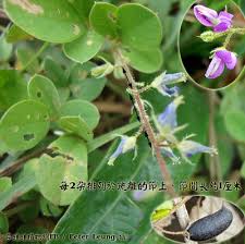 Image result for Pycnospora lutescens