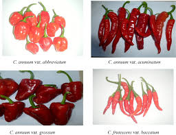 Image result for Vigna frutescens