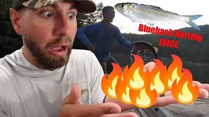 Shallow grass with SPRO Zero Minnow