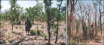 Image result for Andropogon pseudapricus