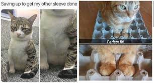 The blog, entitled caturday, was created on november 16th, 20054 to write stories about cats and collect useful information for cat lovers. Pin On Funny Memes Pictures