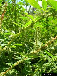 Image result for Amaranthus spinosus