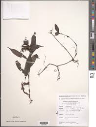 Image result for Stanfieldiella imperforata