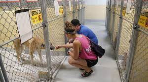 Maybe you would like to learn more about one of these? Ready For A Pet Saturday Is Clear The Shelters Day Local News Tulsaworld Com