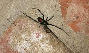 One of the scariest insects ever existed. Black Widow Spider Bites On Dogs Symptoms And Treatment Thrasher Termite Pest Control