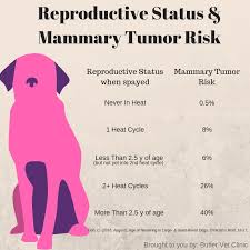 Did You Know That Spaying Your Female Butler Veterinary Clinic Facebook