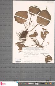 Image result for Begonia potamophila