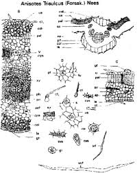 Image result for Anisotes