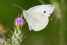 An unassuming, small, white butterfly is among the world's most invasive pests affecting crops like the researchers found that the small cabbage white butterfly likely originated in eastern europe and. 9 Small White Butterfly Ideas White Butterfly Butterfly Butterfly Conservation