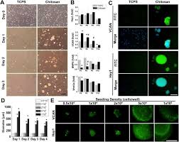 Dermal papilla cells, hair growth, hirsutism, in vitro, screening model. Assembling Composite Dermal Papilla Spheres With Adipose Derived Stem Cells To Enhance Hair Follicle Induction Scientific Reports