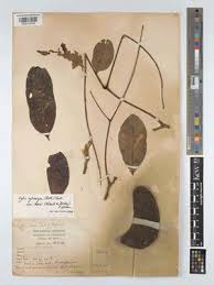 Image result for Xylia torreana