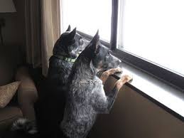 We did not find results for: 6 Dog Friendly Venues In Lansing Michigan