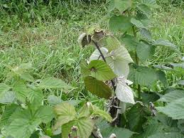 Image result for Raspberry spur blight