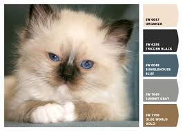 Birman Kitten Colors Paint Colors From Chip It By