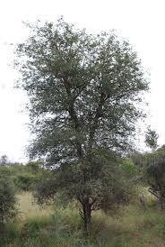 Image result for Acacia nigrescens