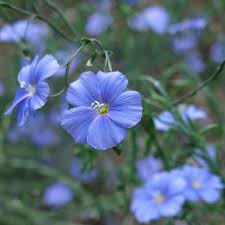 Image result for Linum usitatissimum