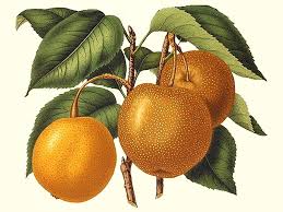 Image result for Pyrus pyrifolia