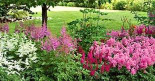 Cornerstone Astilbe Collection Shade Garden White Flower Farm Shade Perennials