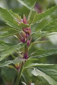 Image result for Chenopodium giganteum