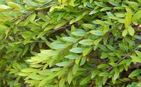 Image result for Phyllanthus muellerianus
