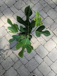 Check spelling or type a new query. Are My Jackfruit Leaves Normal Gardening