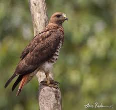 Black And White Hawk Eagle Texas Red Necked Buzzard Buteo Auguralis Buzzard Bald Eagle Birds
