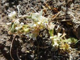 Image result for Cuscuta hyalina