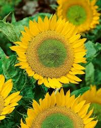 Cara menanam bunga matahari velvet queen ada banyak jenis bunga matahari, salah satunya adalah bunga matahari velvet queen (sunflower velvet queen). Bunga Matahari Hias Kerdil Green Hobbit Untuk Budidaya Dalam Pot Biji Garden Seeds Market Bebas Biaya Kirim