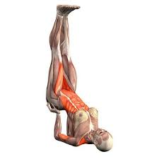 Bhuhangasana Yoga Exercises And Workouts Cobra Pose Lie On Your Stomach Press Your Palms Against The Floor At T Yoga Anatomy Yoga Meditation Yoga Techniques