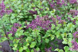 Large upright and densely branched. Lilac Plant Profile Kalleco Nursery Corp