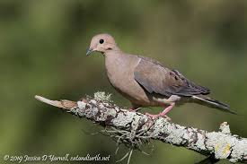 Birds Of Central Florida Central Florida Backyard Bird Identification Backyard Birds Bird Identification Backyard