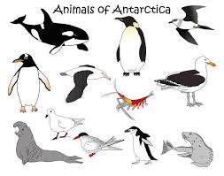 Antarctica Animals Downloadable Clip Art Orca Penguin Seal Krill Gulls Birds Frozen Png Digital Download Printables Animals Antarctic Animals Animal Mural