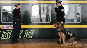 Cin De Bir Polis Kopegi Klonlandi
