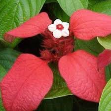 Image result for Mussaenda elegans
