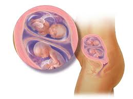 The state of the uterine epithelium and its size are estimated during an ultrasound scan performed at the 9th week of pregnancy. Twins Fetal Development Month By Month Babycenter