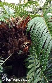 Image result for Drynaria volkensii