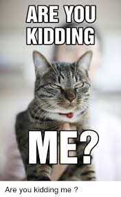 Are You Kidding Me Meme Foxydoor Com Bad Cats Funny Cats Cute Dogs
