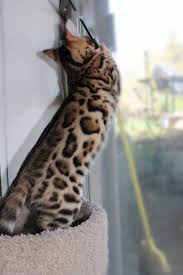 We are happy to answer any questions you may have about our kittens or the bengal breed. Rosetted Bengal Cat In Wny Bengal Kitten Bengal Cat Bengal Kittens For Sale