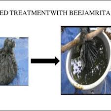 Image result for Crotalaria cleomifolia