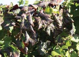 Image result for Grapevine leafroll virus