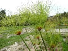 Image result for Cyperus papyrus