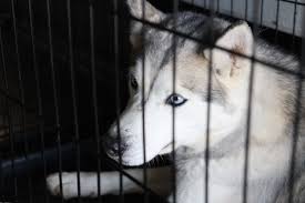 Find your new best friend today! 50 Siberian Huskies Surrendered To Shelters After Numbers Overwhelm Colorado Breeder Myfox8 Com