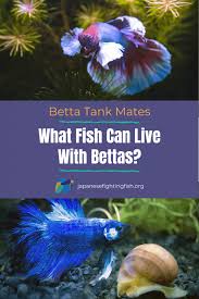 The betta fish belongs to the tropical region of the world. What Fish Can Live With Bettas The Tank Mate Guide