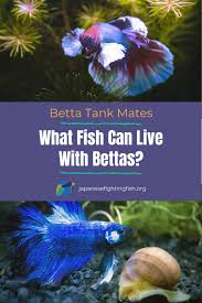 Some interesting betta fish facts. What Fish Can Live With Bettas The Tank Mate Guide